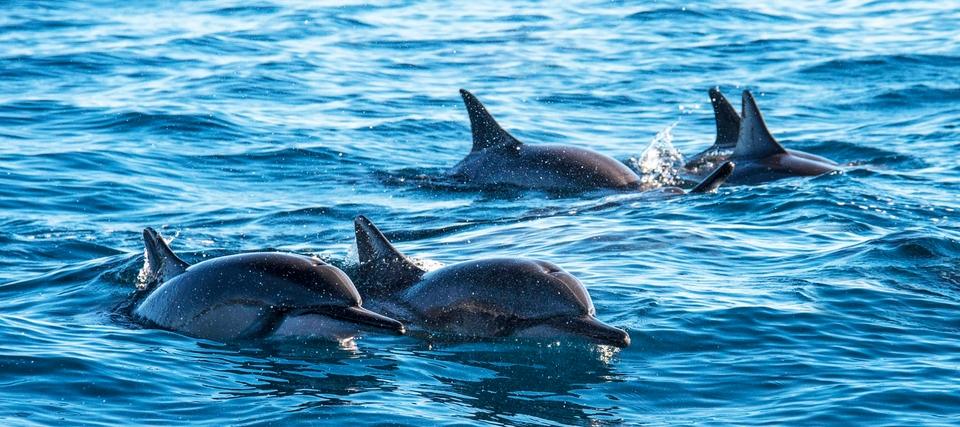 All-Inclusive Dolphin Adventure