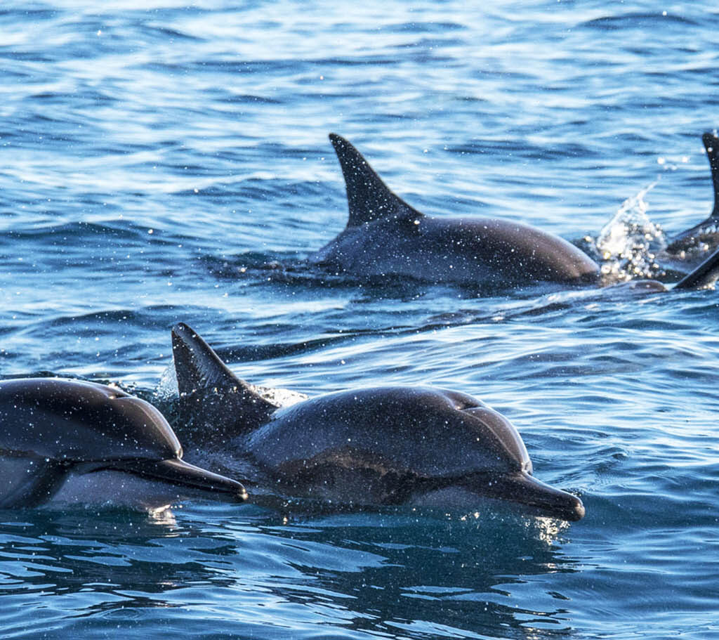 Dolphin Watch in South Padre Island. Cruises in Laguna Madre and Gulf of Mexico