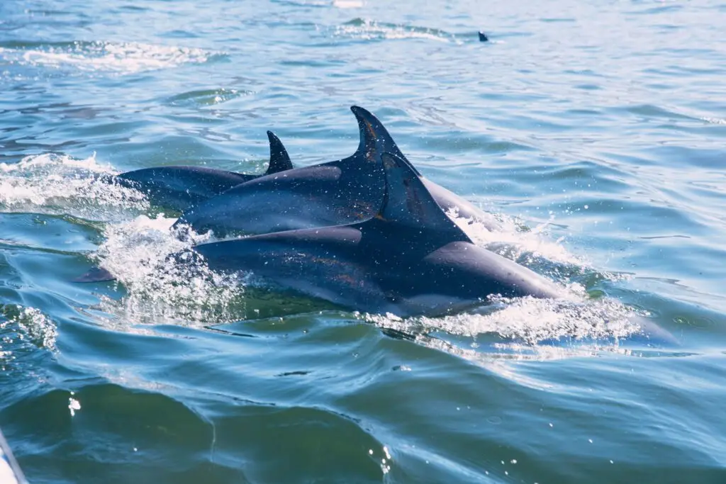 Dolphin Watch in South Padre Island. Cruises in Laguna Madre and Gulf of Mexico