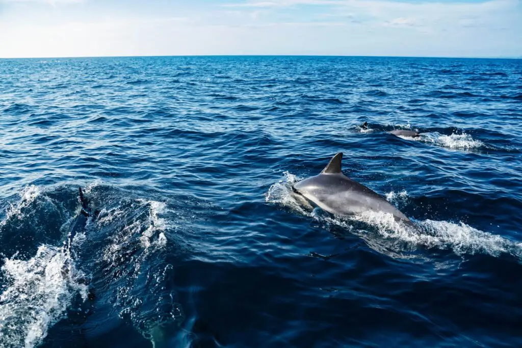 Dolphin Watch in South Padre Island. Cruises in Laguna Madre and Gulf of Mexico